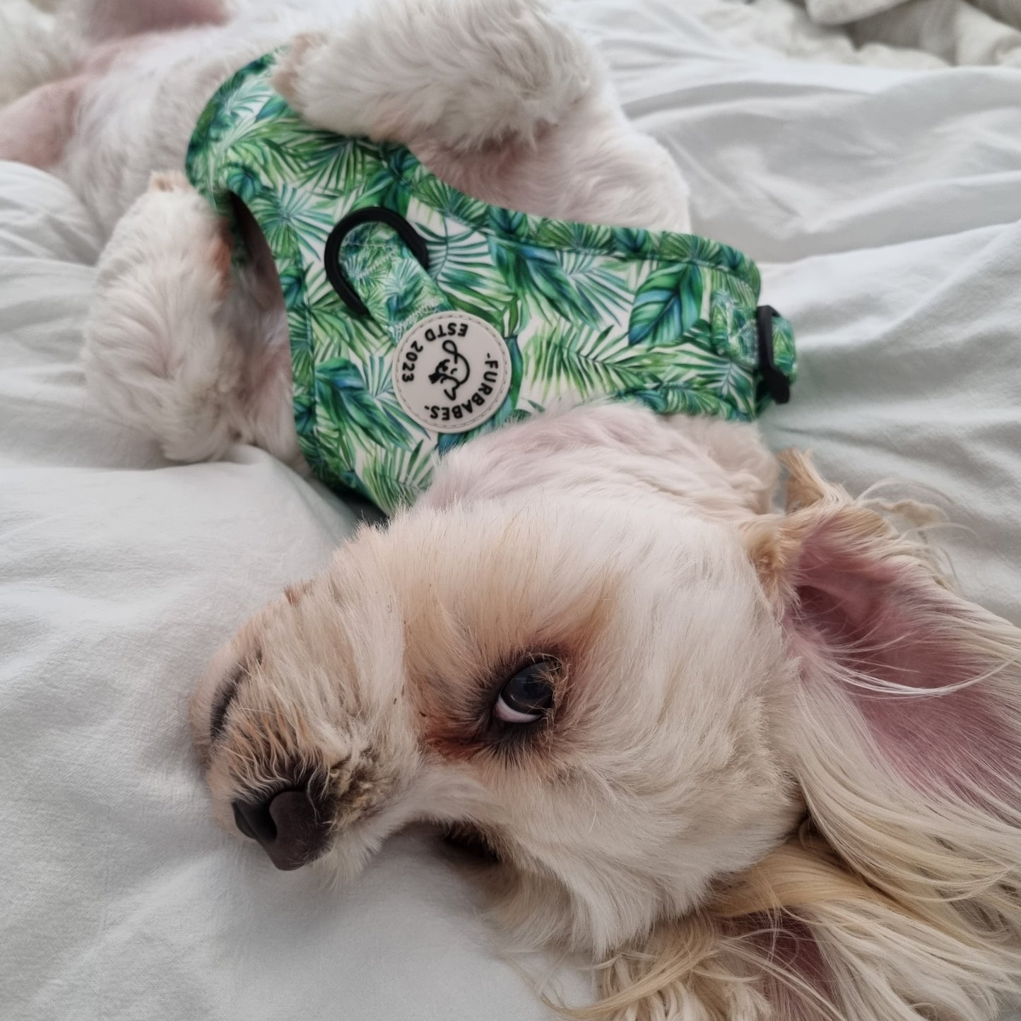 Fully Adjustable Neoprene Dog Harness - BELLTHORPE JUNGLE