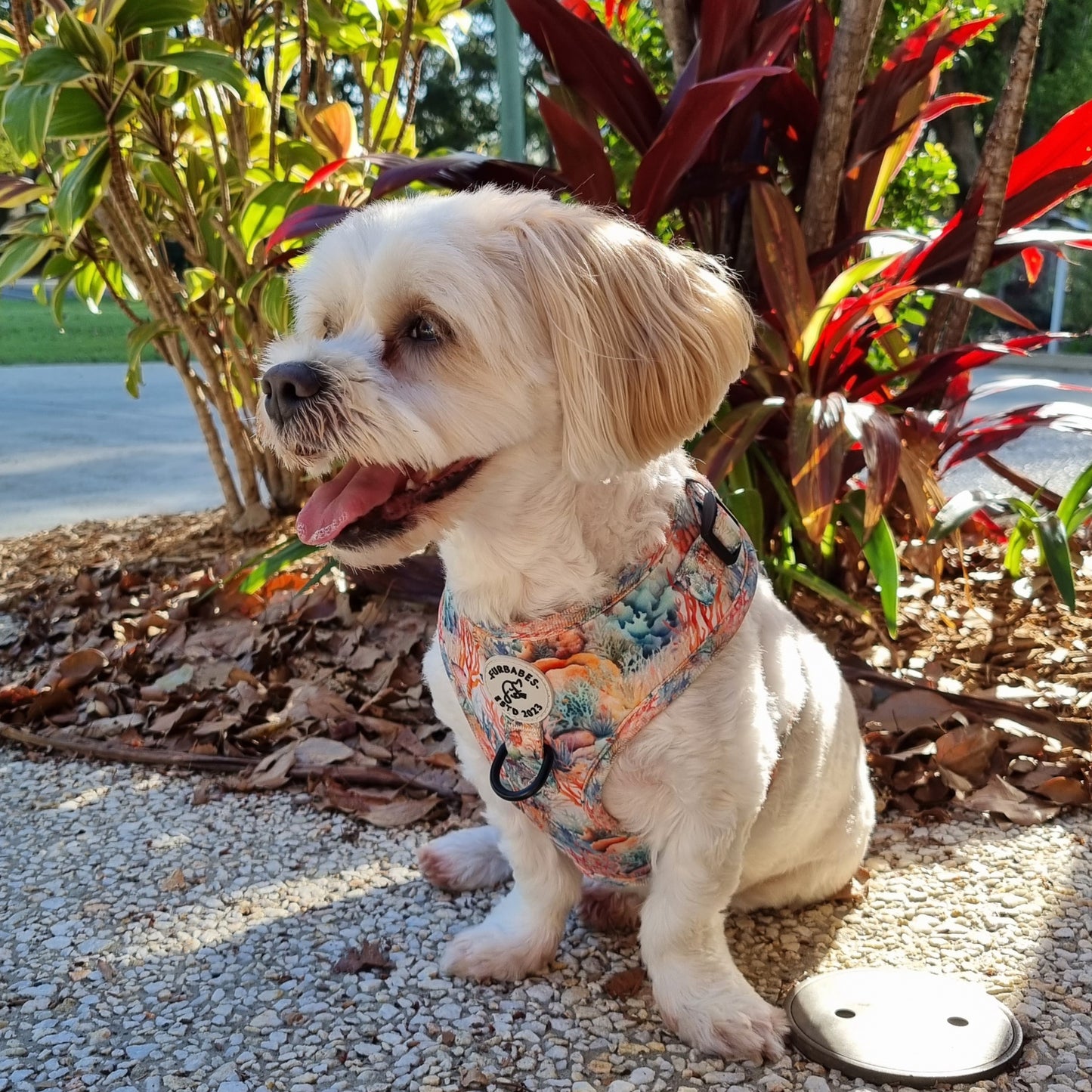 Fully Adjustable Neoprene Dog Harness - GREAT BARRIER REEF