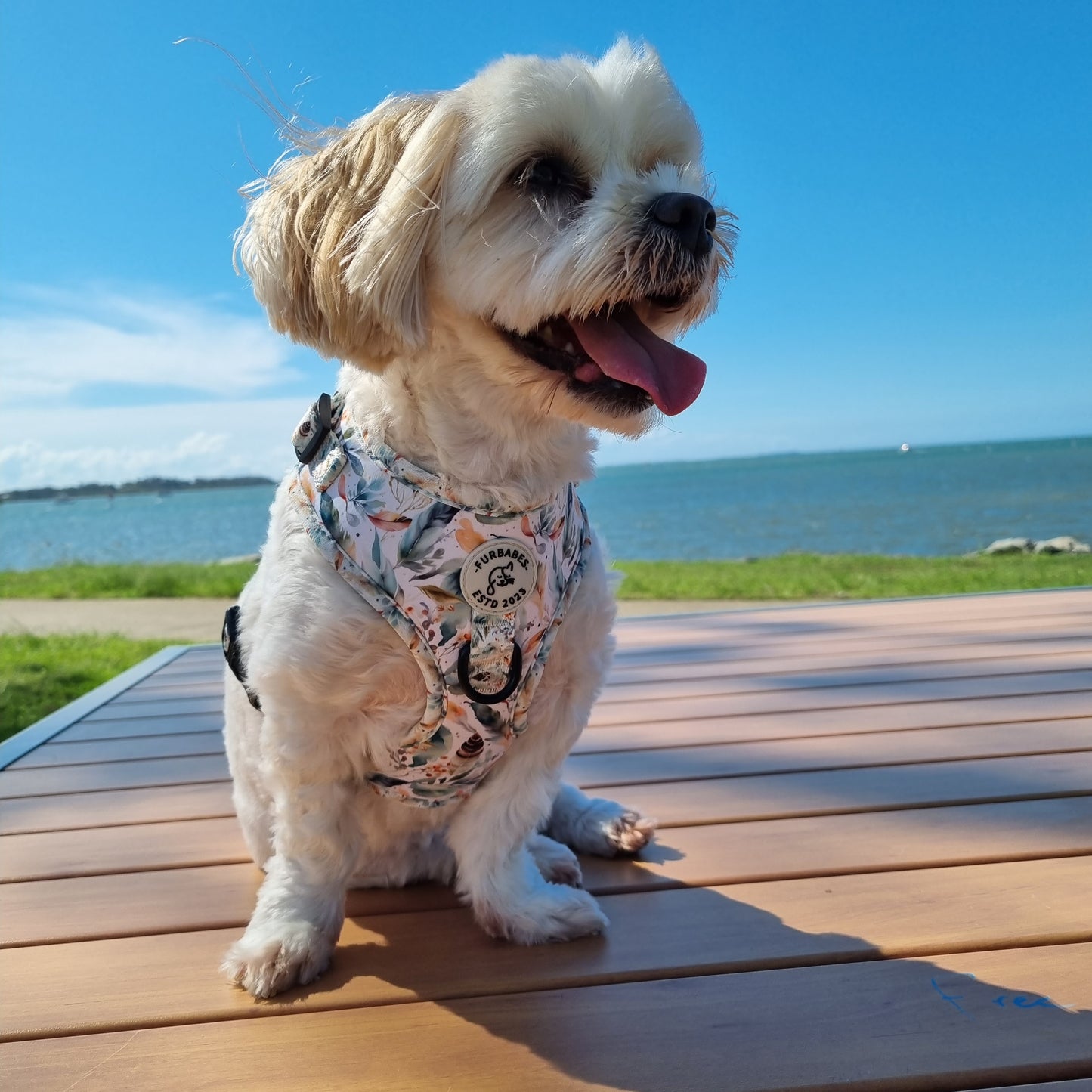 Fully Adjustable Neoprene Dog Harness - BAYSIDE BOHO SAGE