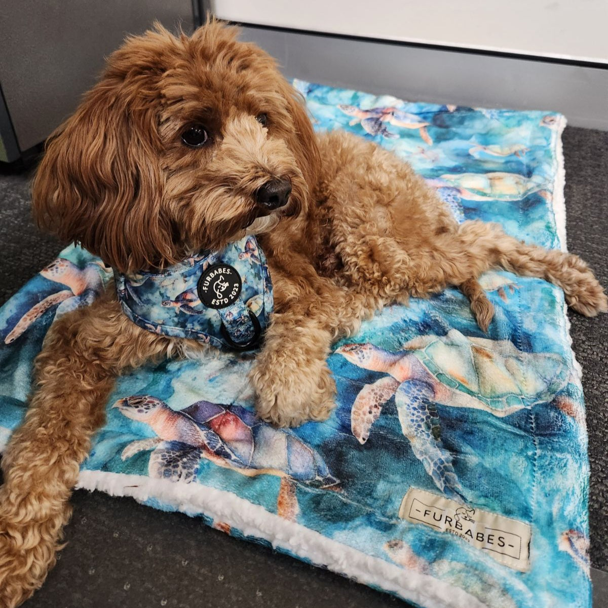 Dog and Cat Blanket - BUNDABERG TURTLES
