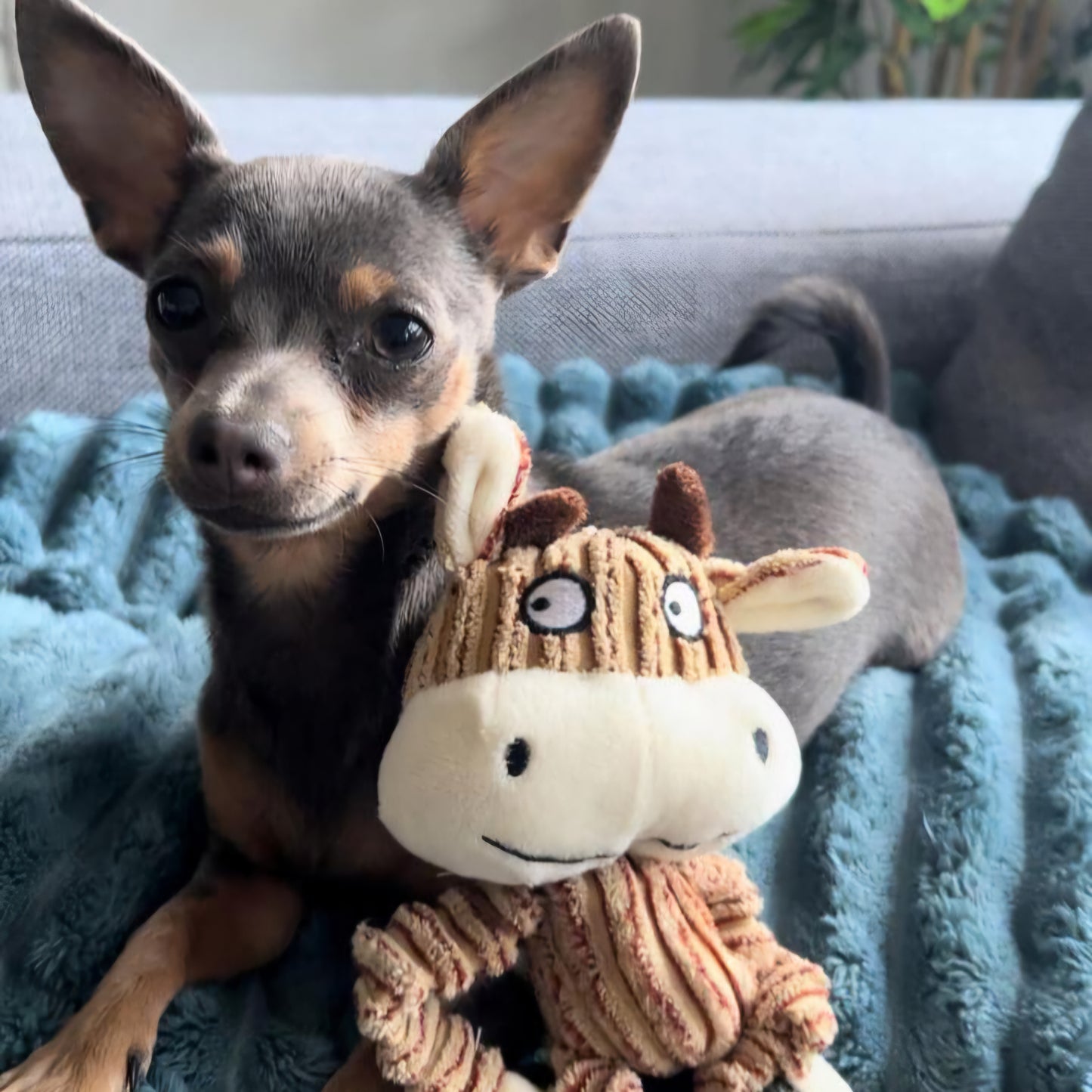 Dog Toy CASSIE the COW