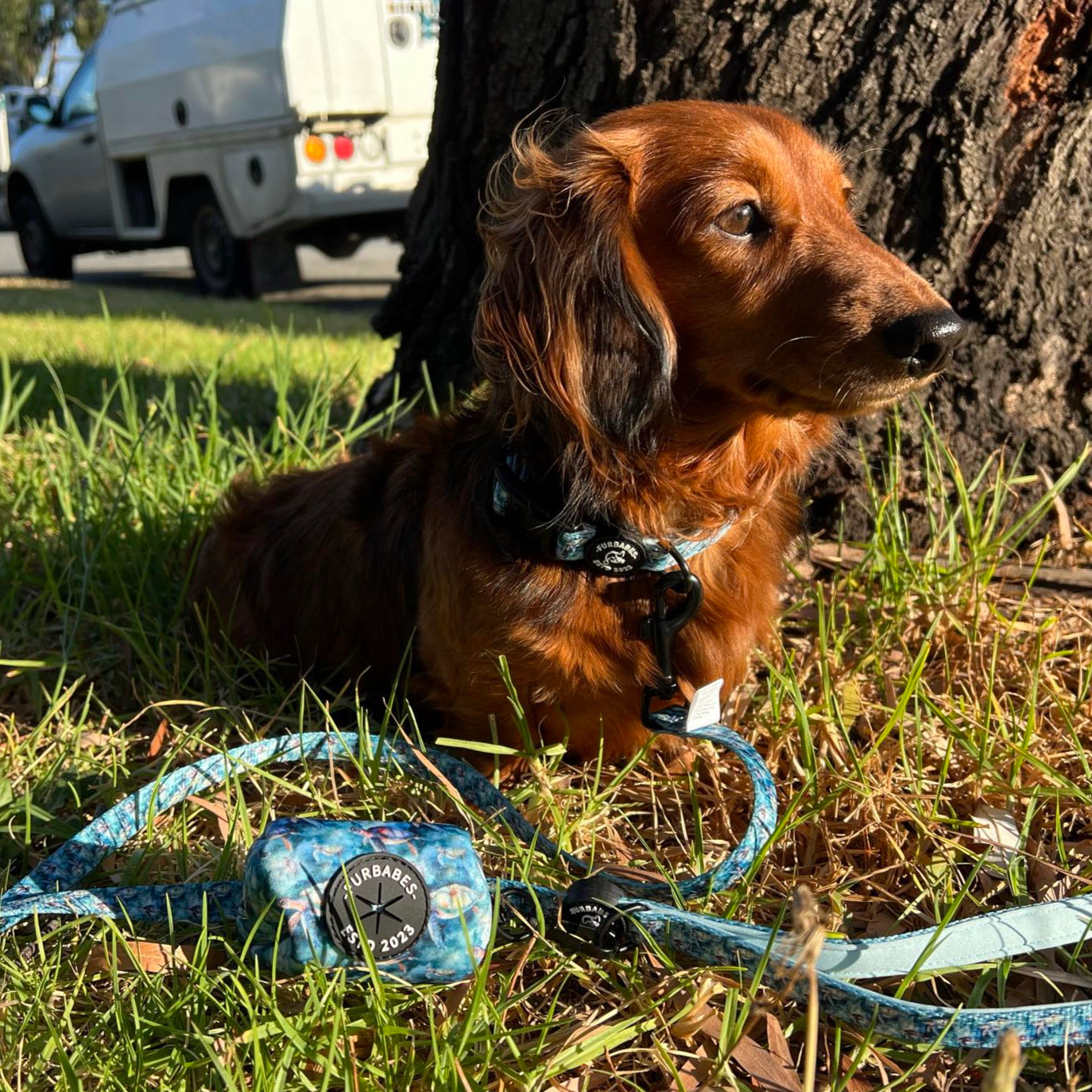 Adjustable Neoprene Dog Collar - BUNDABERG TURTLES