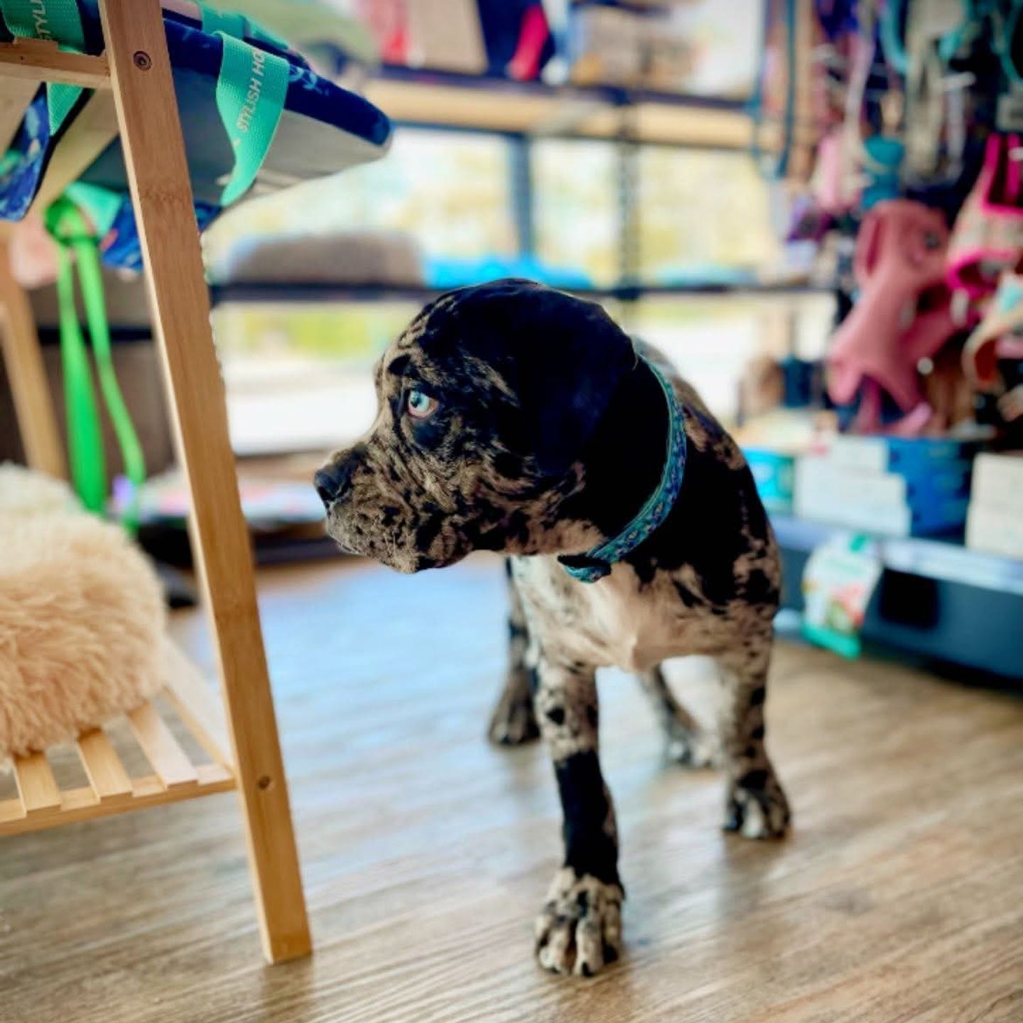 Adjustable Dog Car Restraint - BUNDABERG TURTLES