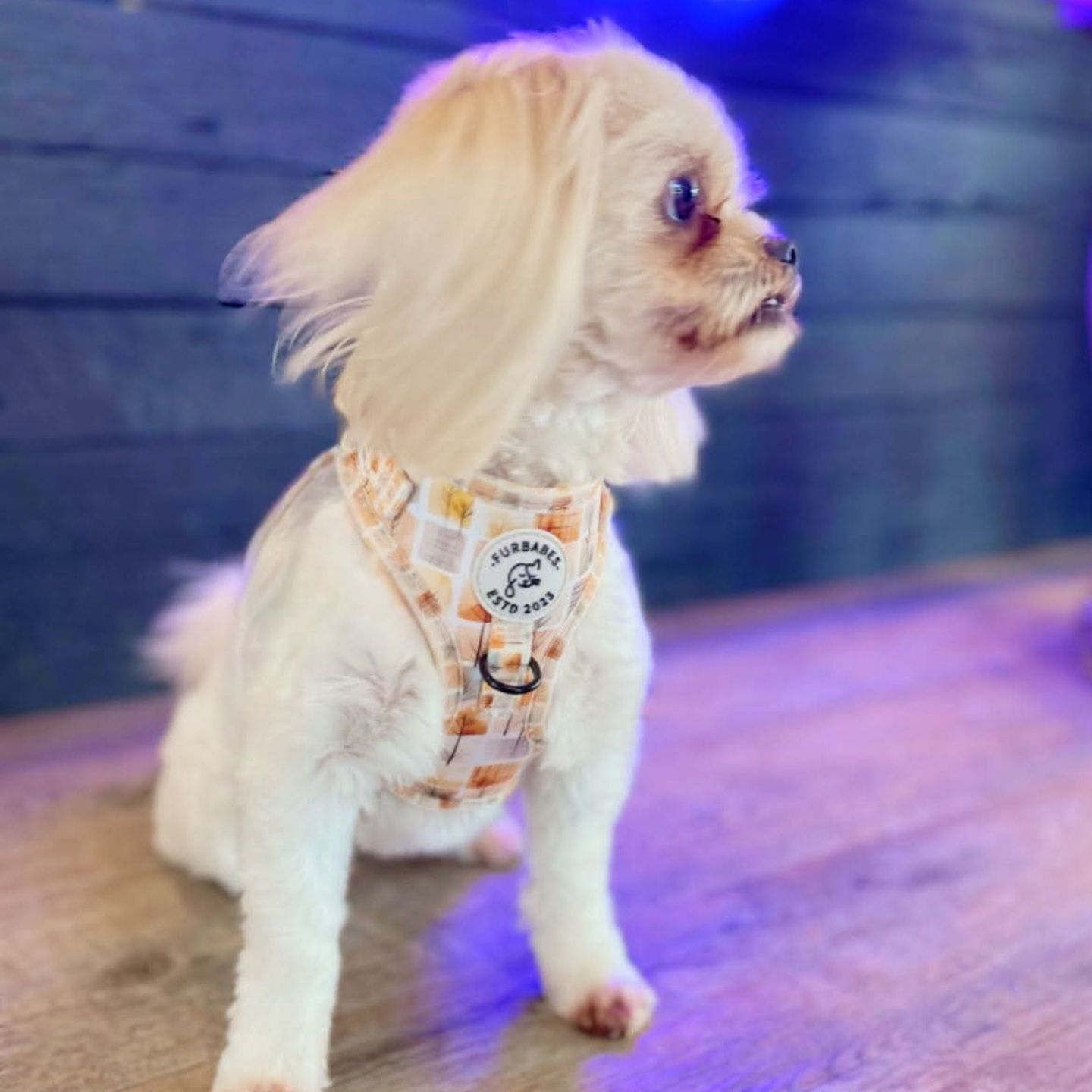 Fully Adjustable Neoprene Dog Harness - AUTUMN in VICTORIA