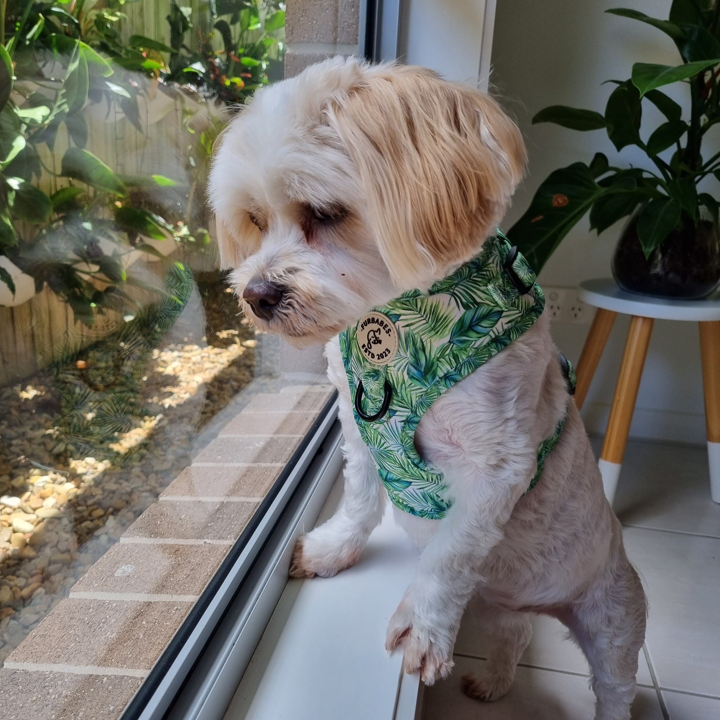 Fully Adjustable Neoprene Dog Harness - BELLTHORPE JUNGLE