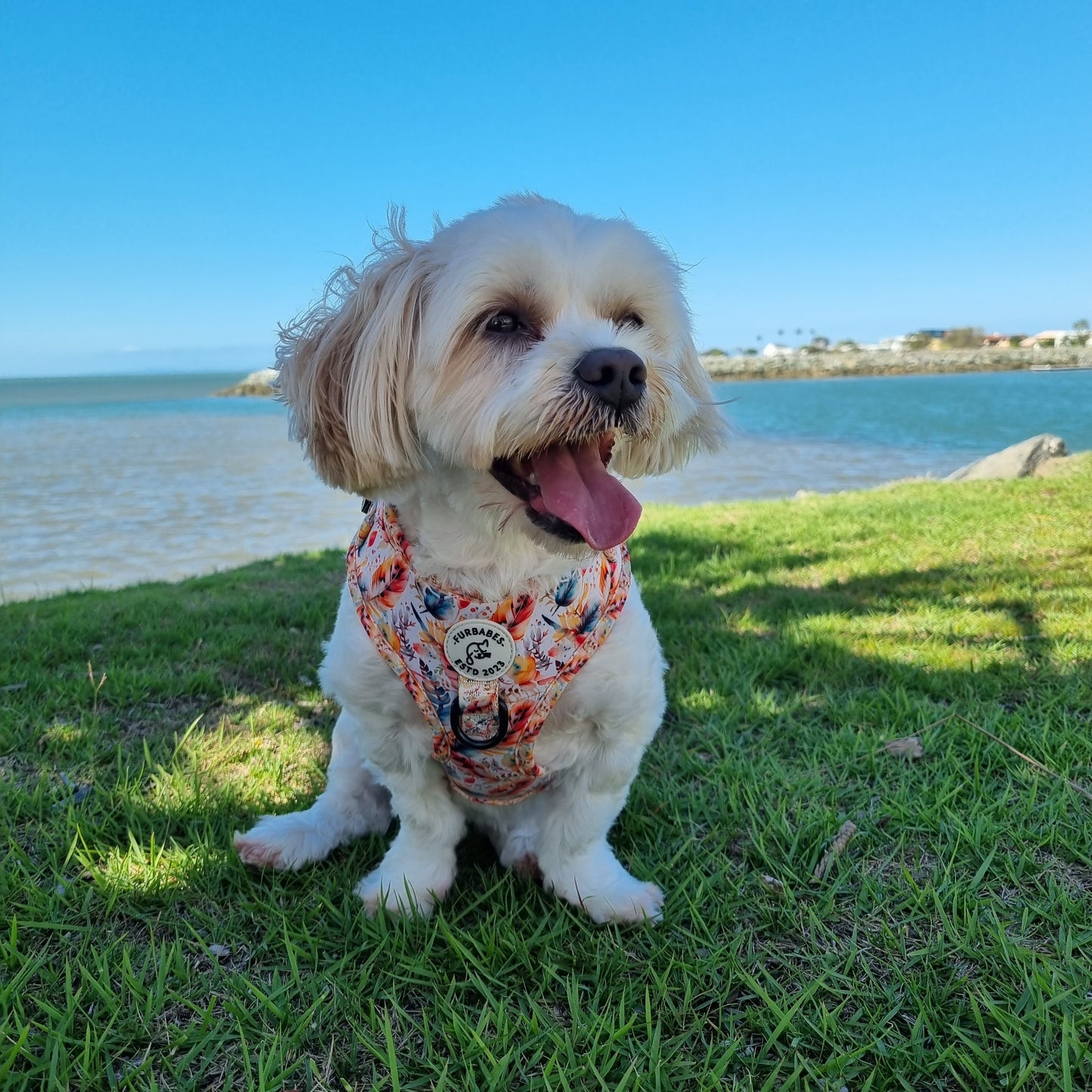 Fully Adjustable Neoprene Dog Harness - BAYSIDE BOHO BEIGE