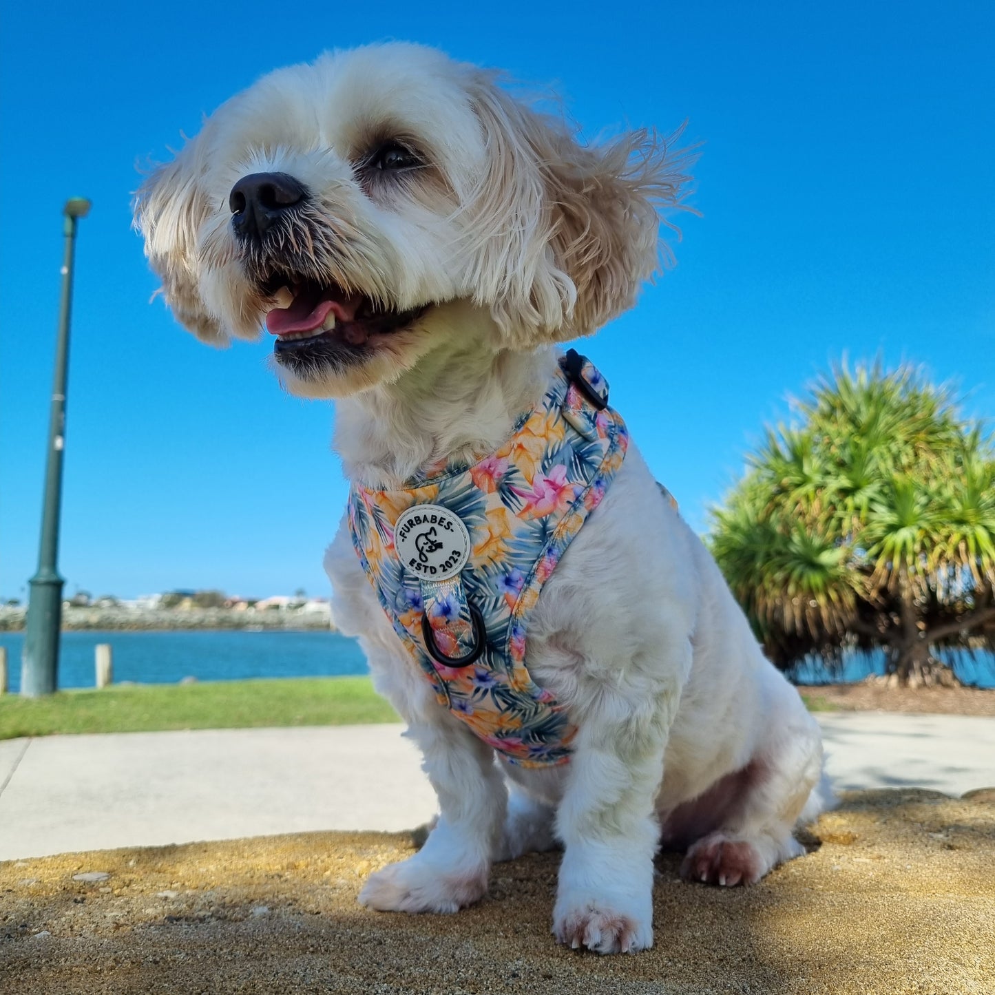 Fully Adjustable Neoprene Dog Harness - BRISBANE IN BLOOM