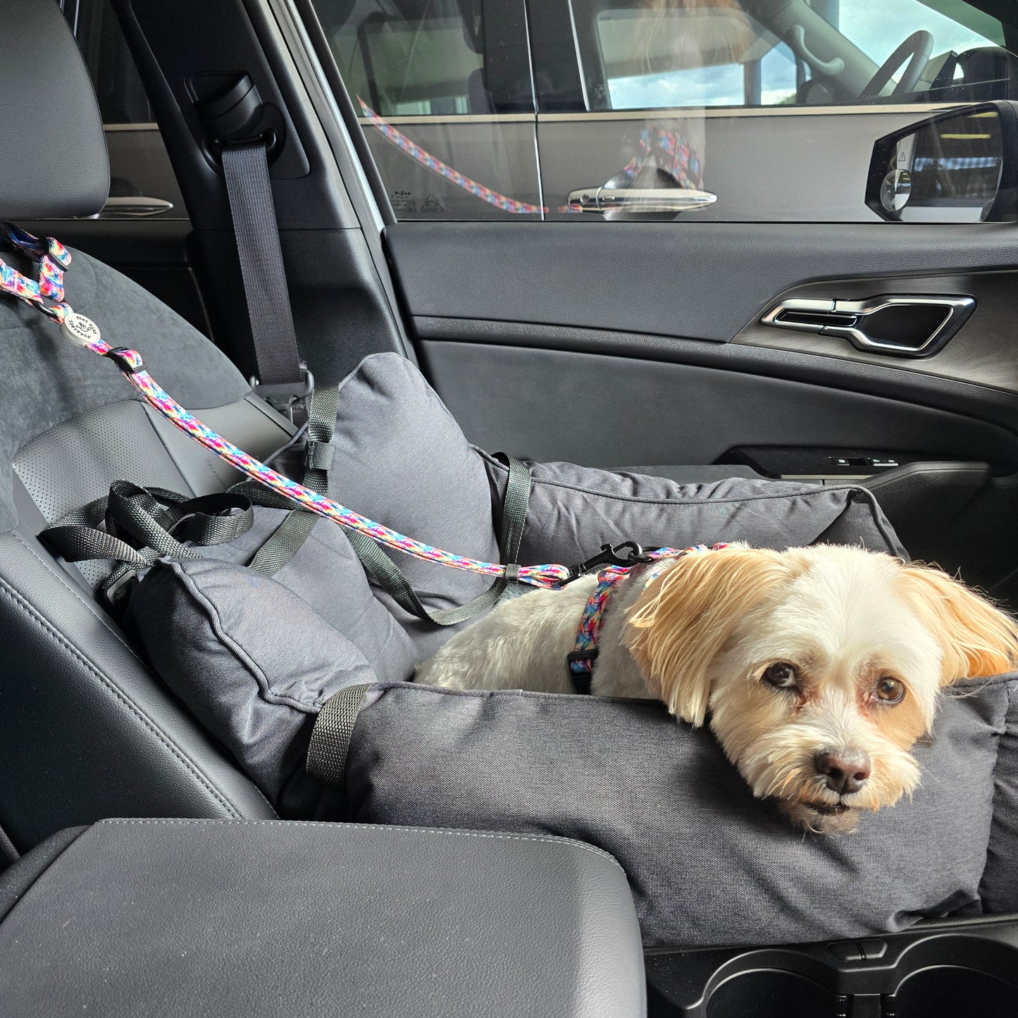 Adjustable Dog Car Restraint - DAINTREE DRAGONFLIES